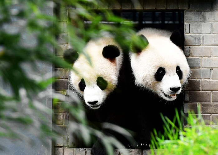 chengdu panda base 700 1