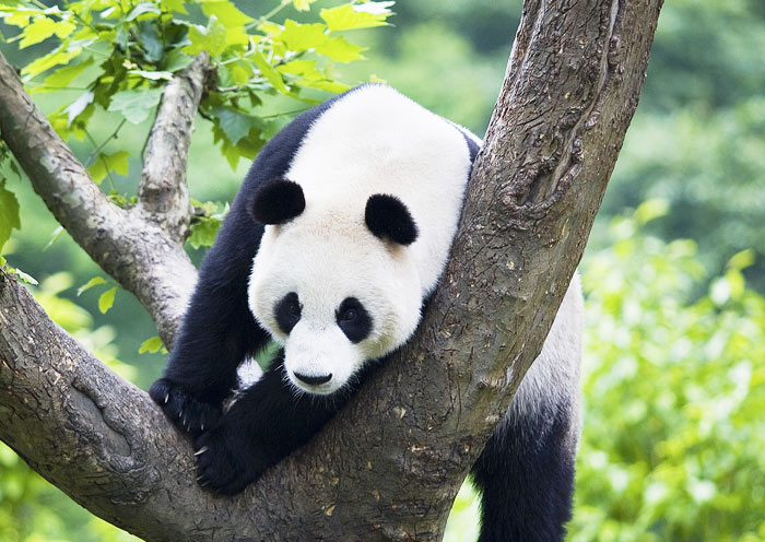 chengdu panda base 700 17