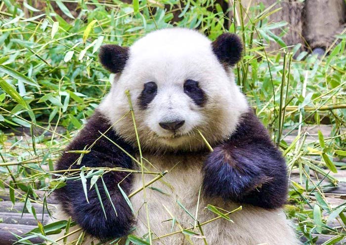 panda huahua internet celebrity 700 4