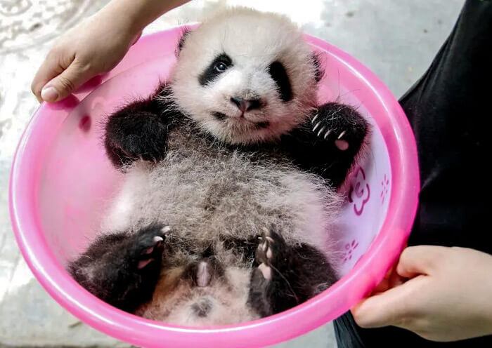 panda zhima universiade mascot rongbao 700 3